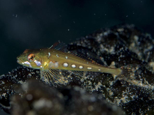 Argyrocottus zanderi